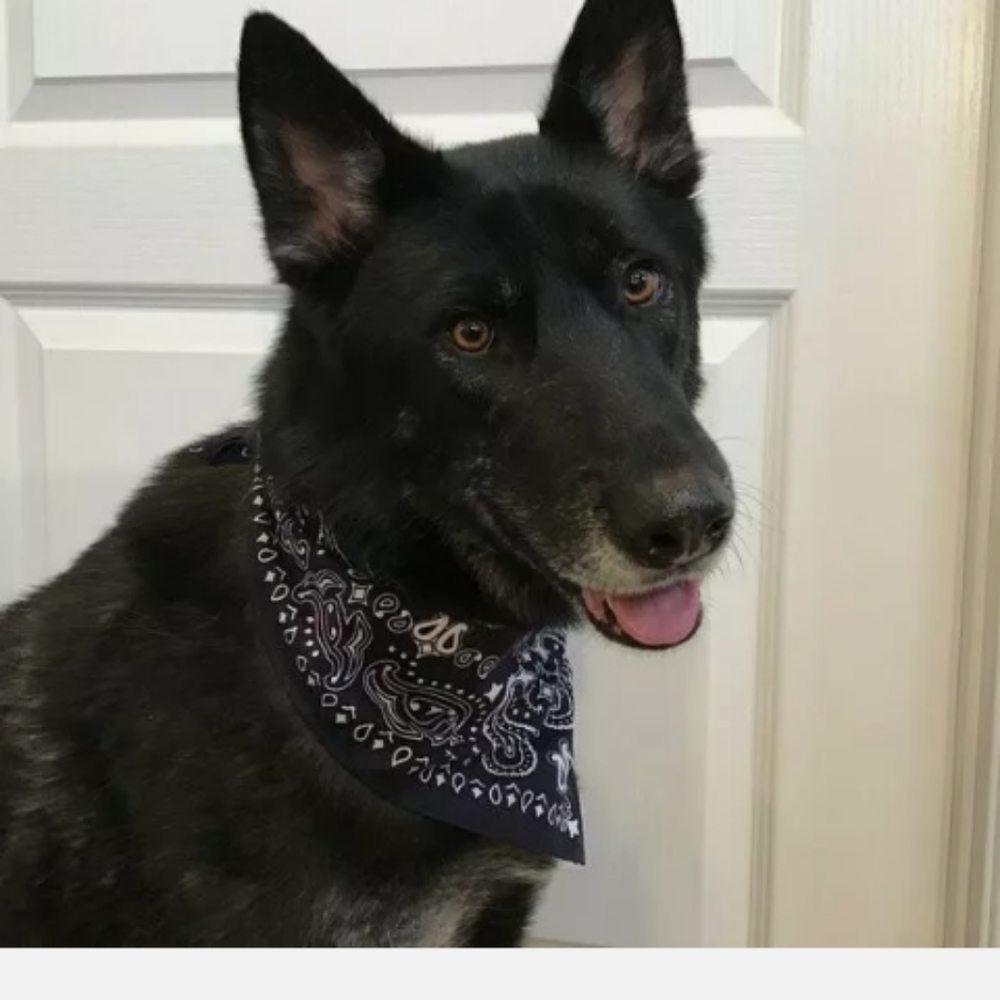 Levi's x Target Bandanas, You get 2
